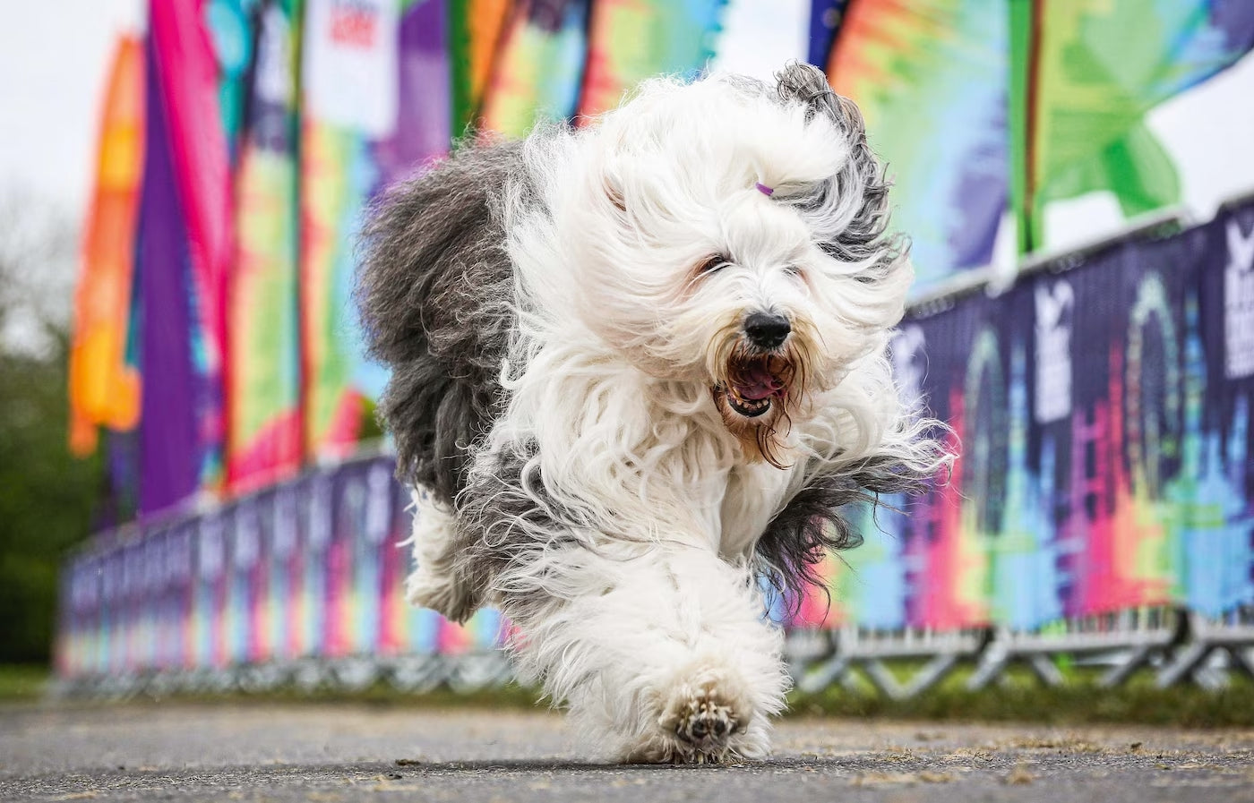 The world's best paint salesman is probably a dog.